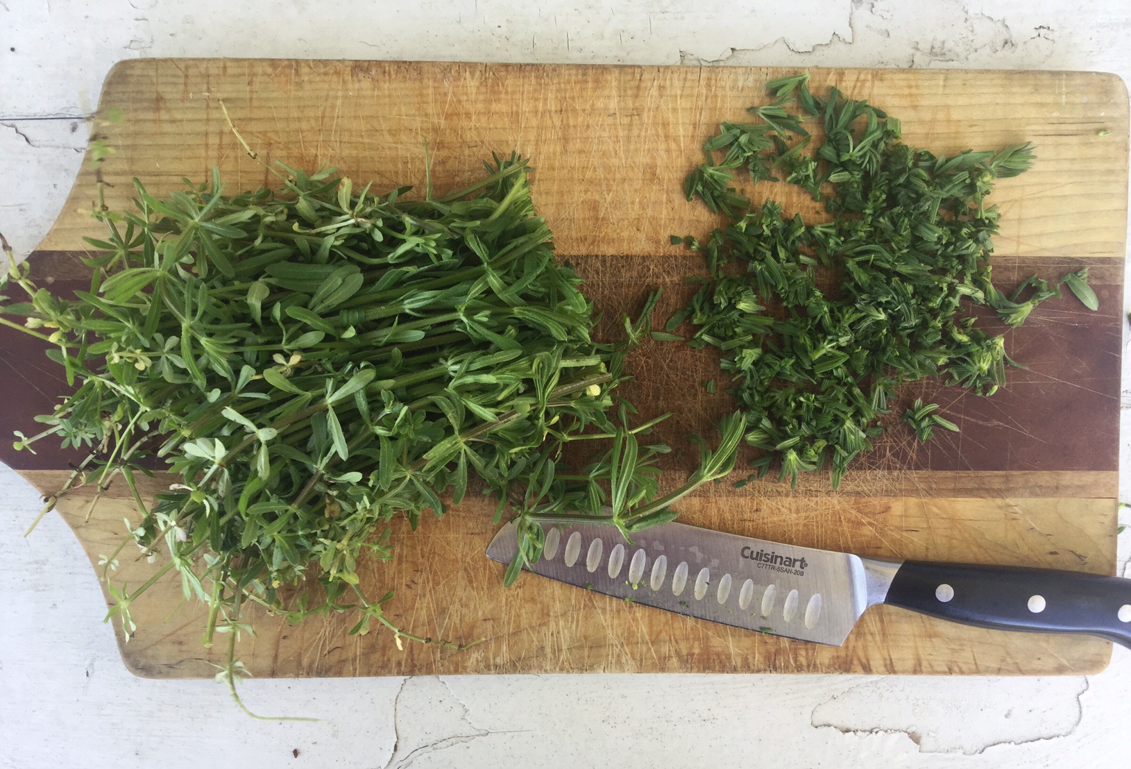 spring-foraging-5-ways-to-use-cleavers-herbs-herbal-remedies