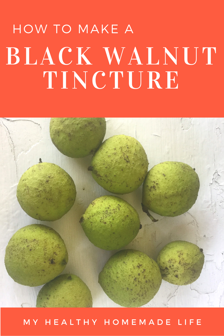 How to Make a Black Walnut Tincture - My Healthy Homemade Life