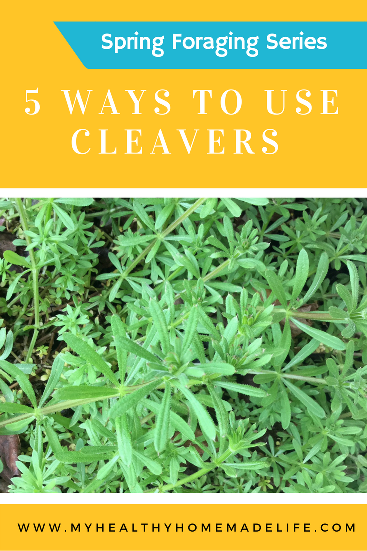 Spring Foraging | 5 Ways to Use Cleavers | Herbs | Herbal Remedies ...