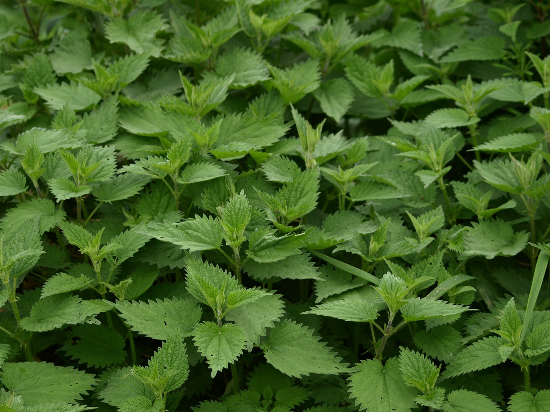 Stinging Nettles: Harvesting, Cooking and Recipes - Forager