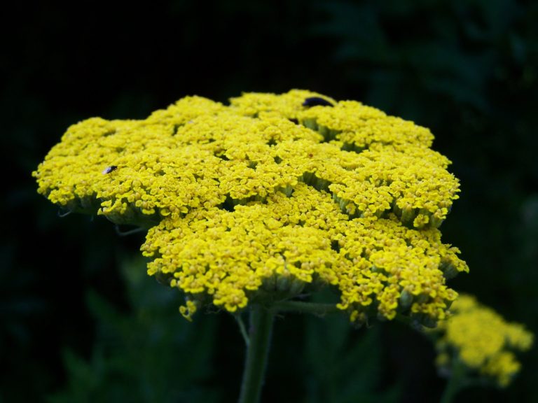 How to Use Yarrow as a First Aid Remedy - My Healthy Homemade Life