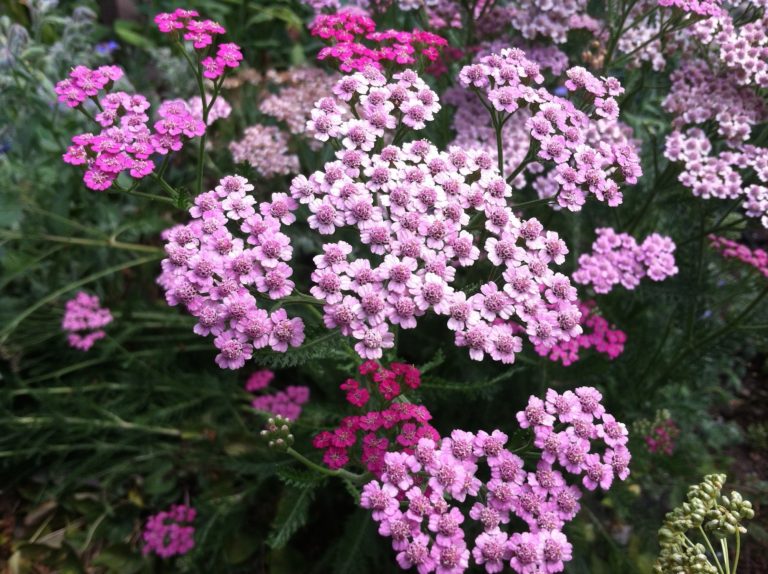 How to Use Yarrow as a First Aid Remedy - My Healthy Homemade Life