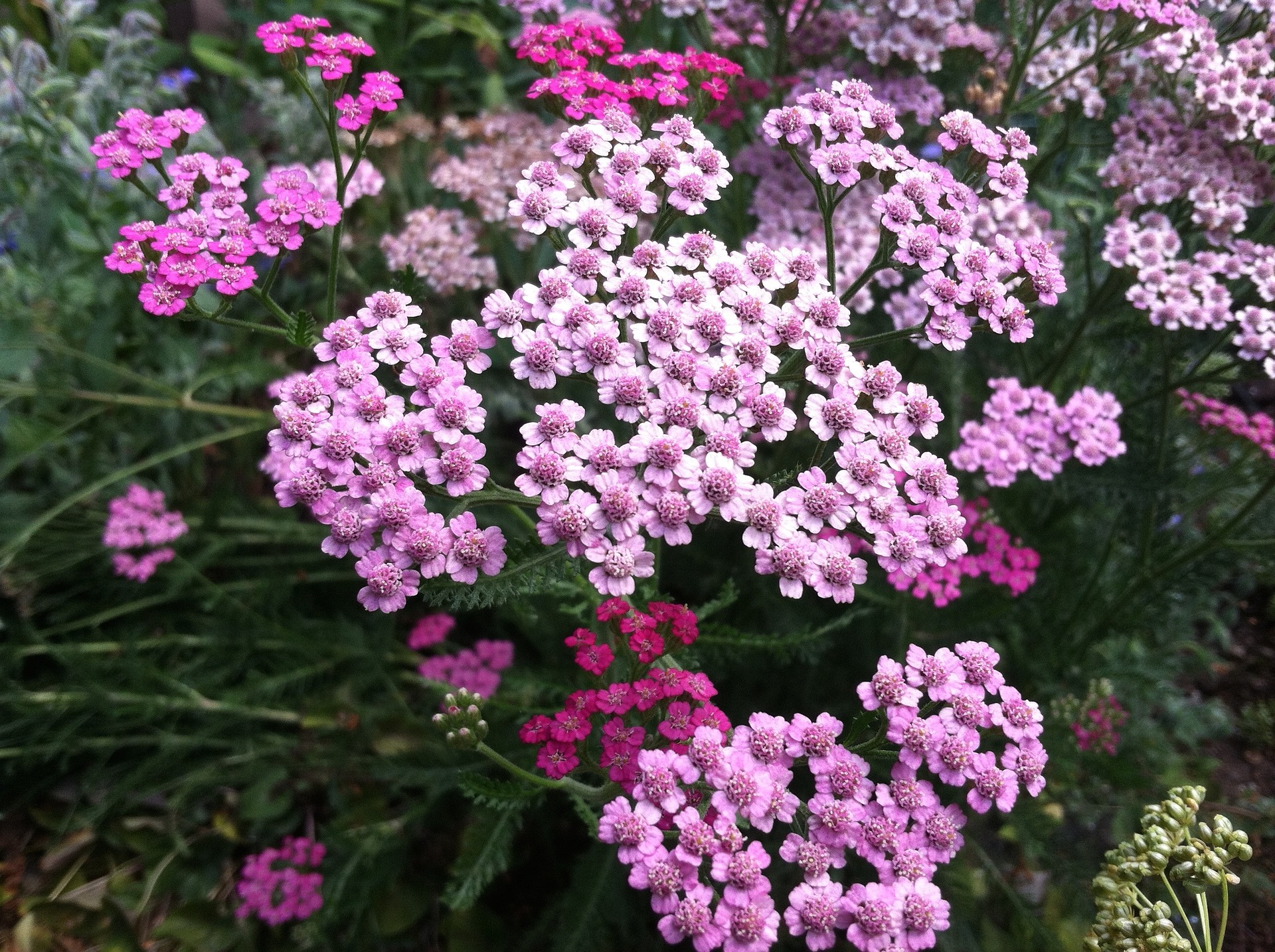 How to Use Yarrow as a First Aid Remedy My Healthy Homemade Life